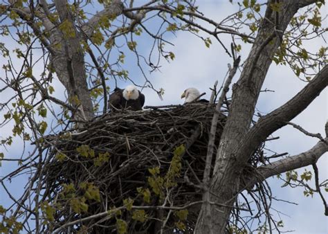 14 Bold Facts About Bald Eagles Mental Floss