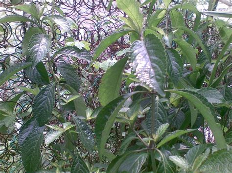 Jatanras nggak cuma masyarakat umum mobil bang jak juga jadi korban modus pecah kaca. COOL RABBIT: Pokok pecah kaca
