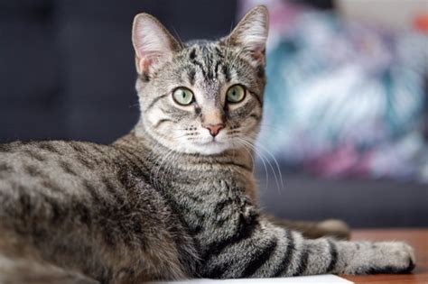 Diversidade genética nos gatos