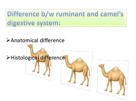 This article covers the anatomy of the digestive system, its organs, functions, and clinical aspects. Digestive system of camel