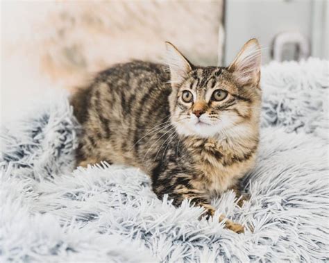 This cat café might be miami's cutest spot to make furry friends