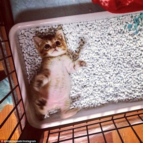 Thai Panda Cute As A Button Mushroom Tiny Kitten Who Was Attacked