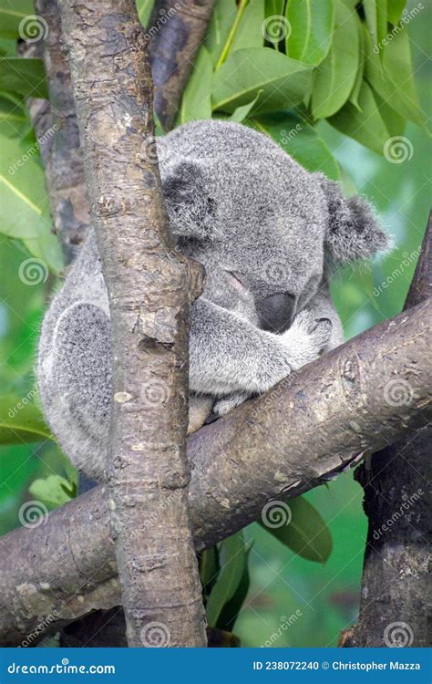 Koala Bear Sleeping Stock Photo Image Of Sleep Portrait 238072240