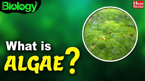 What Is Algae Types Of Algae Biology Home Revise Youtube