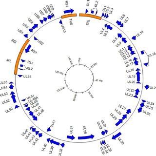 My husbands herpes 1 and 2 test came back high 42.1 high is what the lab report says it is for 1 and 2 after that is a result foe 2 which is<0.9 what does this mean how. Experimental infection of laboratory mice with FBAHV1. (a ...