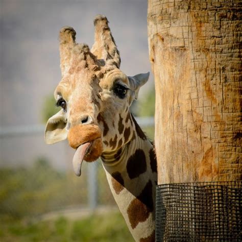 No need to register, buy now! Hilarious High Resolution Images Of Animals Making Funny Faces