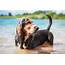 Breed Pro  Basset Hound Gilbertson And Page Dog Cat