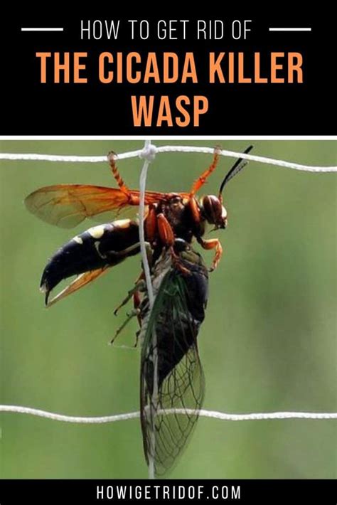 If visible tunnels pop up, apply sylo insecticide directl. How To Get Rid of A Cicada Killer Wasp - How I Get Rid Of