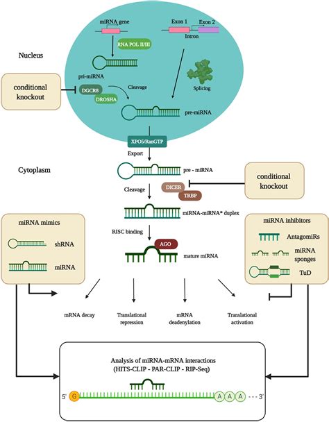 frontiers mirna regulatory functions in photoreceptors