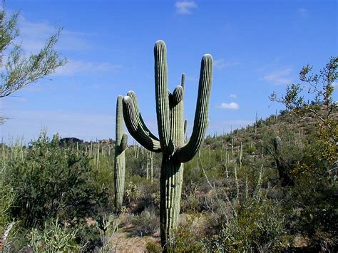 Others are strictly for protection against foraging wildlife. Top 10 Most Strange Desert Plants
