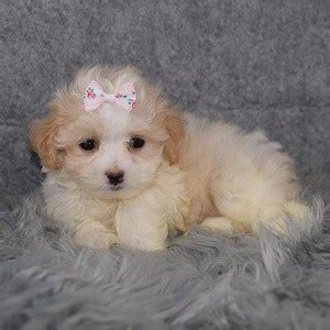 Details on how to contact us. Female Maltipoo Puppy For Sale Gala | Puppies For Sale in ...