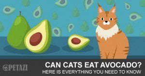 Refrigerator magnets, locker magnets, and more. Can Cats Eat Avocado? Here Is Everything You Need To Know ...
