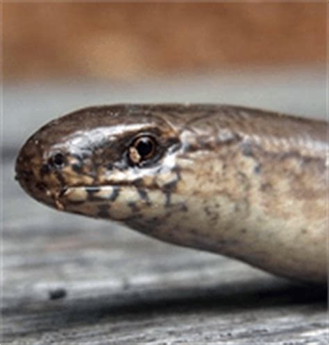 Blindschleiche on the german wikipedia.wikipedia de. Blindschleiche | Steckbrief | Tierlexikon