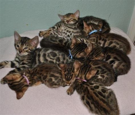 Die bengalkatze gilt nach wie vor als relativ neue hauskatze. Beauties | Katzen
