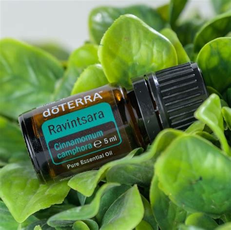 Doterra Ravintsara Essential Oil 5ml Essential Health Nz