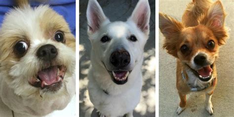Where pets and people meet. 10 Great Places to Adopt a Dog in Southeast Michigan ...