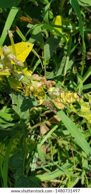 Mungbean Yellow Mosaic Virus Disease Stock Photo 1480731497 Shutterstock