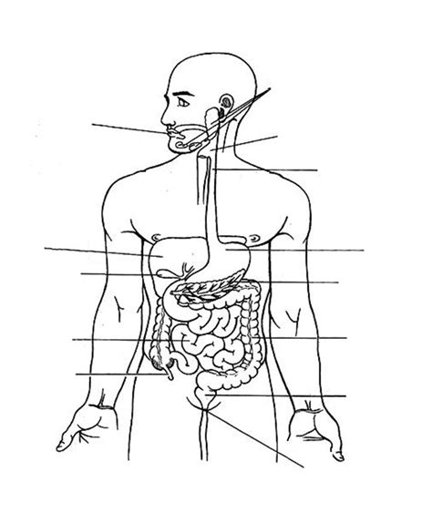 Lbumes Foto Dibujo Del Aparato Digestivo Sin Nombres Lleno