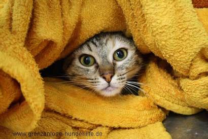 Die kleinen vierbeiner sind aber recht schnell selbstständig, sobald sie erst einmal von der mutter entwöhnt sind. Tiervermittlung, Katzen, Babykatzen, Katzenbabys, Katze ...