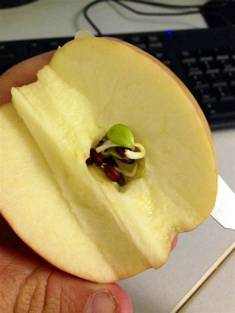 I have apple tree sprouts, forest soil. I cut and apple in half this morning and found the seeds ...