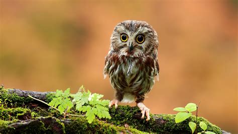 Branch Moss Animals Owl Baby Animals Birds Wallpapers Hd Desktop