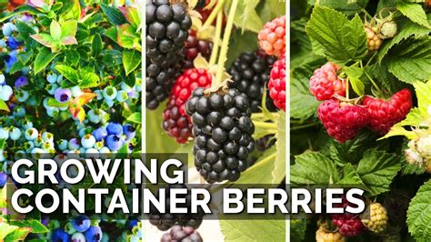How To Grow Raspberries Blueberries And Blackberries In Containers