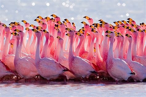 You can find all the things we find so adorable and cute in this stock! animals, birds, colorful, colors, cute, flamingo, fly ...