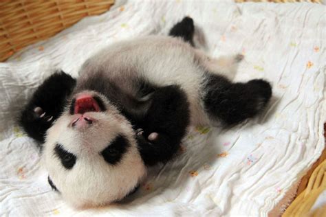 Adorable Baby Pandas Make Their First Appearance In Tiny Baskets At