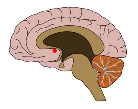 Nucleus Accumbens Definition — Neuroscientifically Challenged