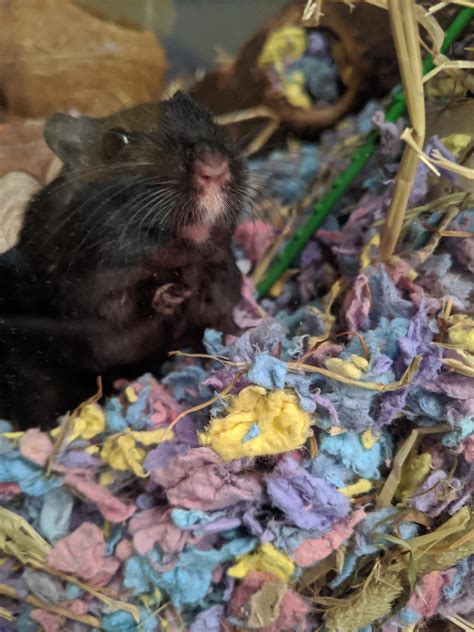 Un jardin en mediterranee by hermès is a floral aquatic fragrance for women and men. Please sir, can I have some worms? : gerbil