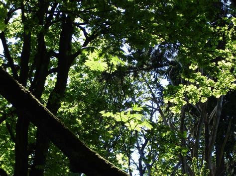Alternatives to common invasive plants and characteristics of select alternatives. Ecosystem | Friends of Madrona Woods