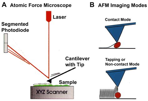 An atomic force microscope (afm) works by scanning a tiny and extremely sharp tip that is mounted on the end of a flexible. Helen Greenwood Hansma's Research