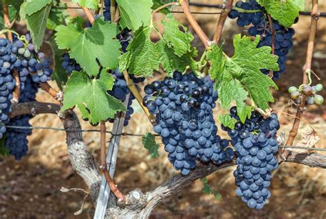 Grape Clusters Growing Red Vine Grapes Vineyard Stock Image Image