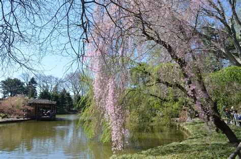 Preview Brooklyn Botanic Gardens Cherry Blossom Festival 2017 Bklyner