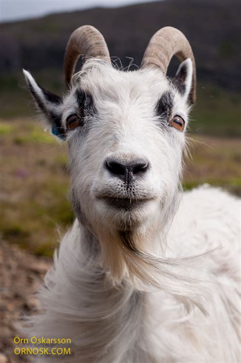 The Icelandic Goat Ornosk Birds Landscape Weather