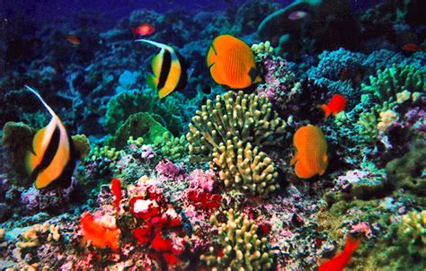 Bentuk Kehidupan Dan Habitat Di Lautan