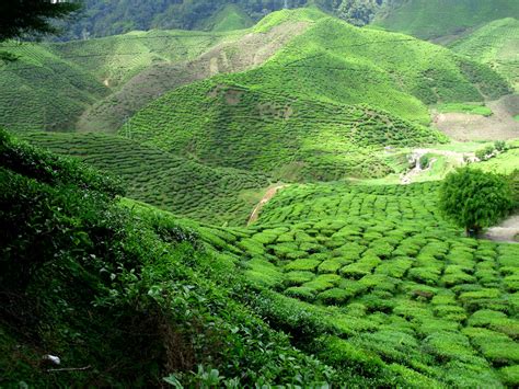 Mak lagi lebih dari anak.dauh teh dari dekat. Jom Lawat Ladang Teh Di Cameron Highland | Aku Dan Sesuatu...