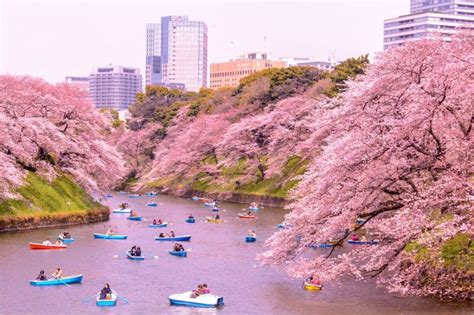Sakura Conheça O Espetáculo Das Flores De Cerejeira No Japão Jornal