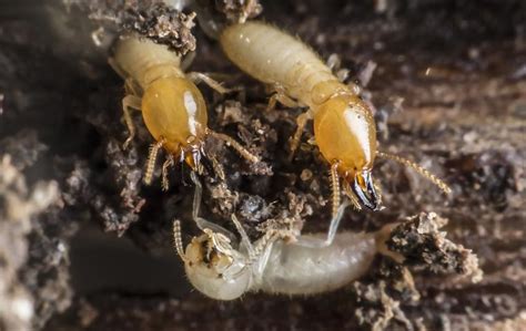 Black widow pest control always will do the right thing comes to the pest control service. Pest Library | A Guide To Pest Identification In Modesto ...