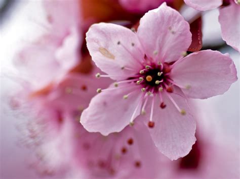 This was one of the quickest parties i've ever put together and also probably the most fun! Cherry Blossom closeup | mnlamberson | Flickr