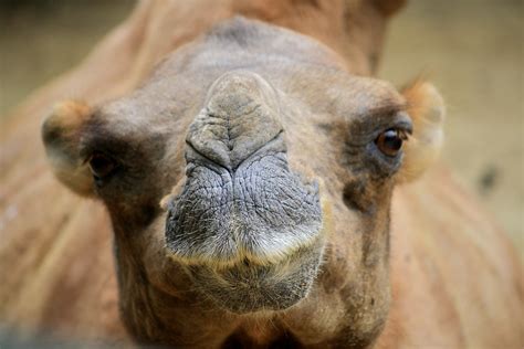 Hast volles haar und festen stuhl. 3 Tage Bart Foto & Bild | tiere, zoo, wildpark & falknerei ...