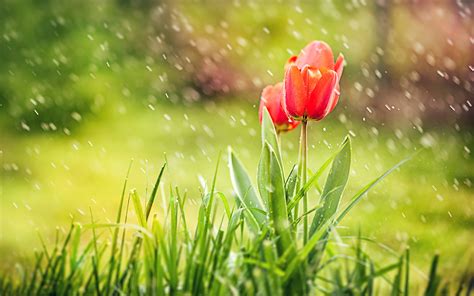 FREE 20+ HD Desktop Flower Wallpapers in PSD | Vector EPS