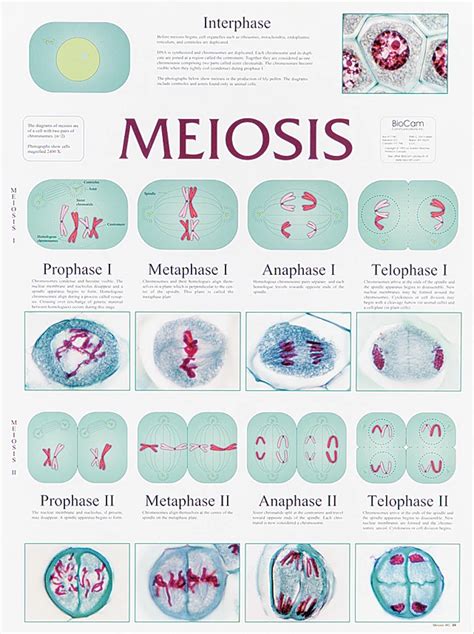 Meiosis Chart Flinn Scientific