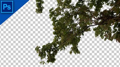 How To Cut Out A Tree In Photoshop Photoshop Tutorial YouTube