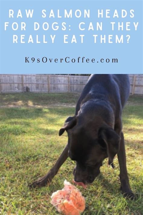 While raw salmon will likely hurt your cat, feeding her fresh salmon may help to lessen the damage. Raw Salmon Heads For Dogs: Can They Really Eat Them ...