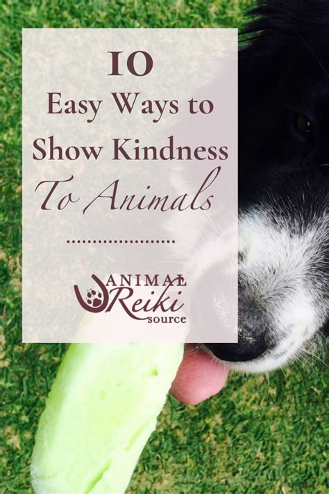 10 Easy And Inspiring Acts Of Kindness For Animals Kindness To