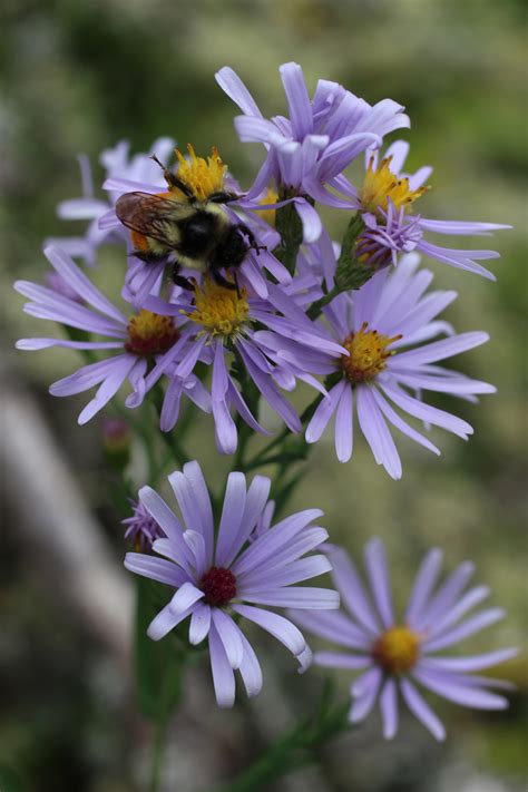 Lavender and echinacea are just two flowers you can start growing for bees. Bumble Bee Purple Wild Flower Free Stock Photo - Public ...