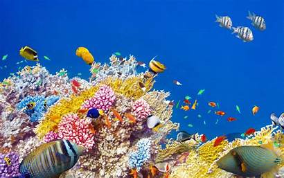 Tropical Fishes Underwater Coral Colorful