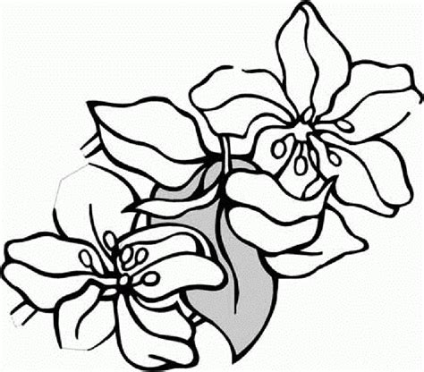 Download Jasmine Flower Coloring Pages - Coloring Home