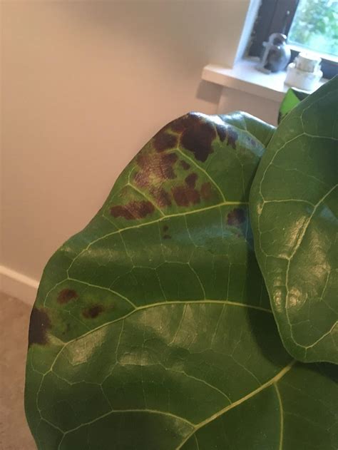 Maybe you would like to learn more about one of these? Houseplants forum: SOS! Fiddle leaf fig dying... - Garden.org